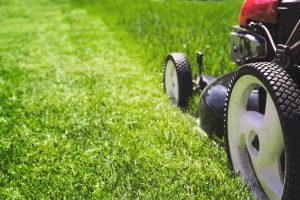 When is the Best Time to Cut Your Grass