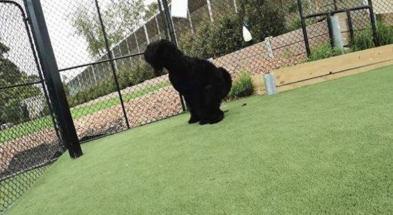 Artificial Turf